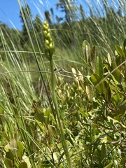 Platanthera flava herbiola