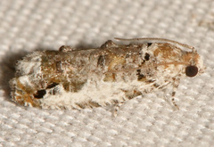 Proteoteras naracana