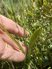 Platanthera flava herbiola