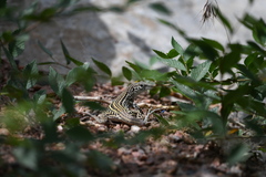 Aspidoscelis neotesselatus