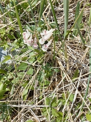 Corydalis magadanica