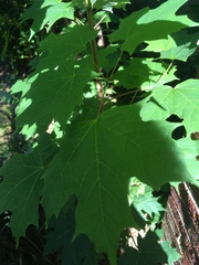 Acer saccharum