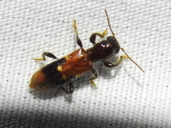 Priocera castanea