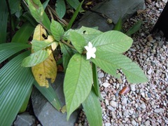 Atractocarpus hirtus