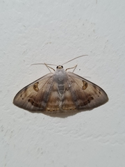 Lepidoptera