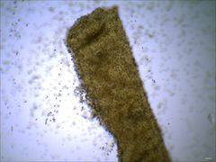 Phaeomarasmius proximans