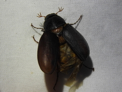 Phyllophaga prunina