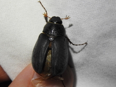 Phyllophaga prunina