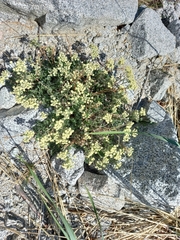 Artemisia glomerata