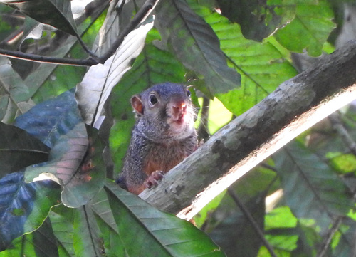 Forest Giant Squirrel