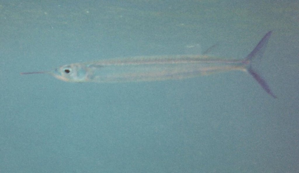 Oxyporhamphus convexus