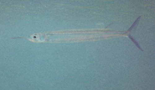 Hemiramphidae