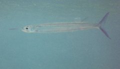 Hemiramphus convexus