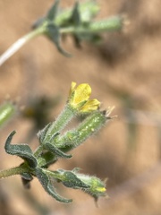 Mentzelia dispersa
