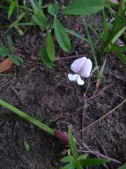 Tephrosia florida