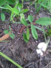 Tephrosia florida