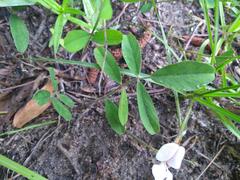 Tephrosia florida