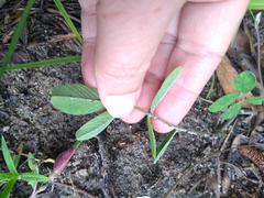 Tephrosia florida