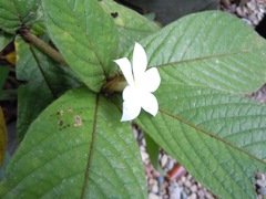 Atractocarpus hirtus