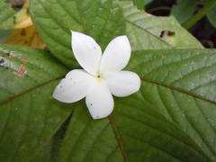 Atractocarpus hirtus