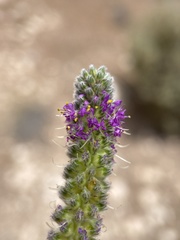 Dalea searlsiae