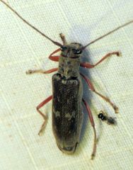 Saperda discoidea