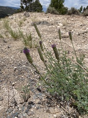 Dalea searlsiae