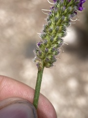 Dalea searlsiae