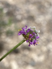 Dalea searlsiae