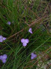 Callisia rosea