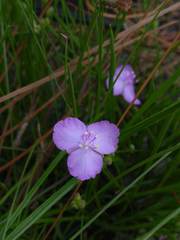 Callisia rosea