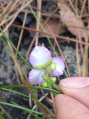 Callisia rosea