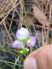 Callisia rosea