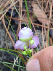 Callisia rosea