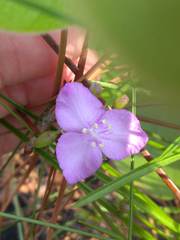 Callisia rosea