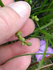 Callisia rosea