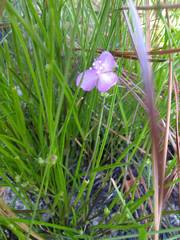 Callisia rosea