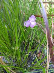 Callisia rosea