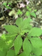 Sanicula trifoliata