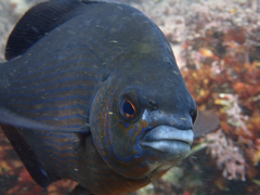 Striped Seaperch photo 3