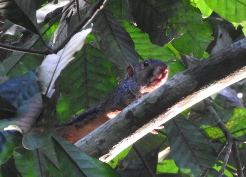 Forest Giant Squirrel