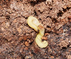 Fletchamia mediolineata