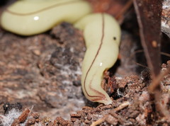 Fletchamia mediolineata