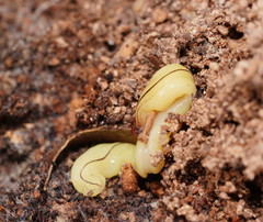 Fletchamia mediolineata