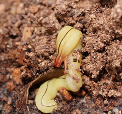 Fletchamia mediolineata