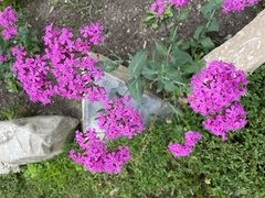 Atocion armeria