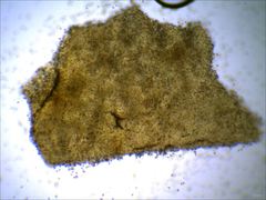 Phaeomarasmius proximans