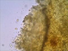 Phaeomarasmius proximans