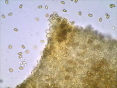 Phaeomarasmius proximans