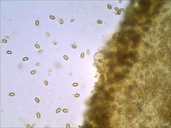 Phaeomarasmius proximans